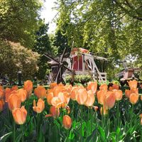 Tulips in Orange City